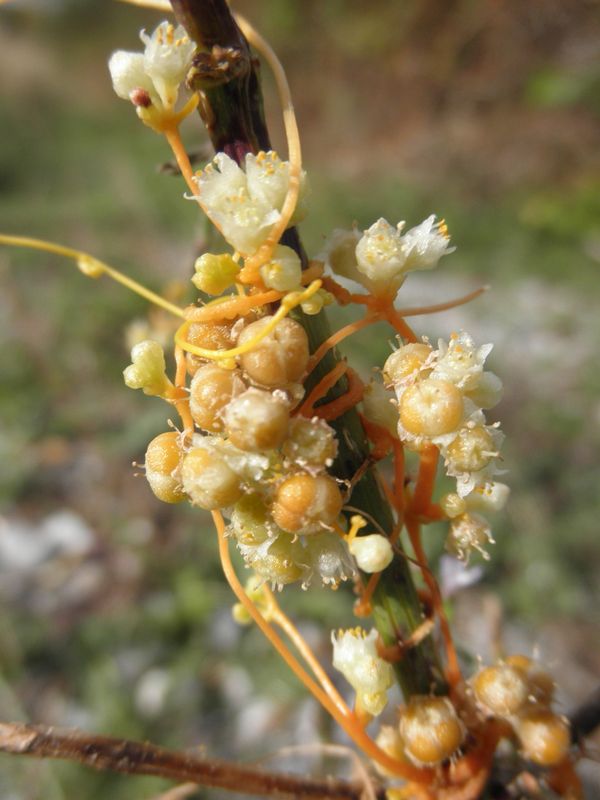 Cuscuta cesattiana / Cuscuta di Cesati